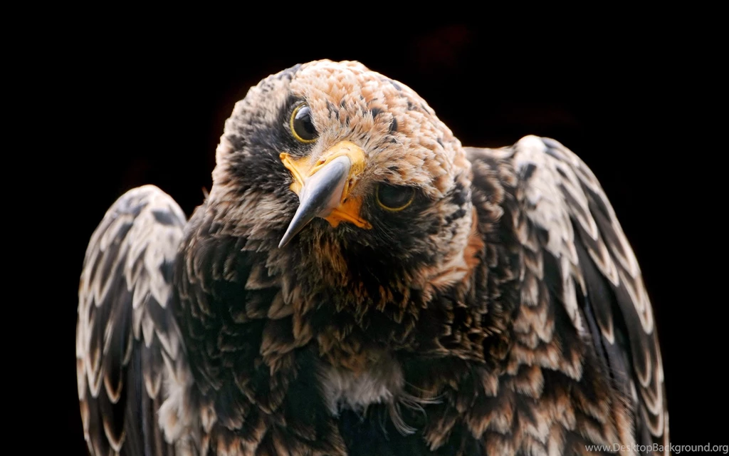 Bird Of Prey Wallpapers Beautiful Falcon Staring