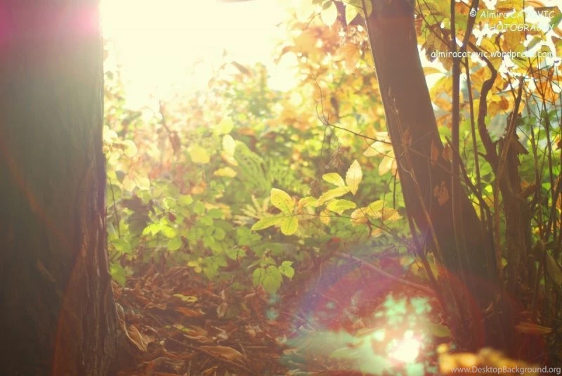 Fairy Tale – Nature Forests HD Desktop Wallpapers