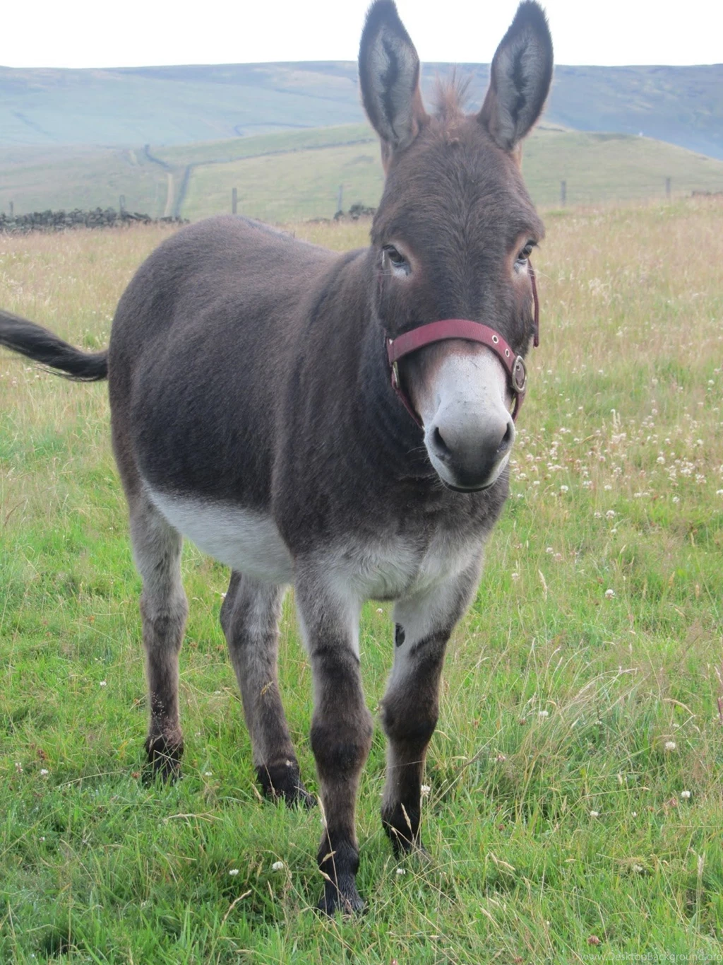 Free Download Wallpapers HD : Donkey Animal Hd Images Free Download ...