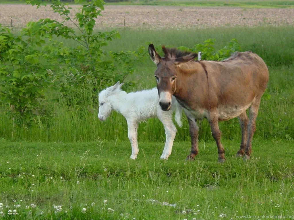 Free Download Wallpapers HD : Donkey Animal Hd Images Free Download ...