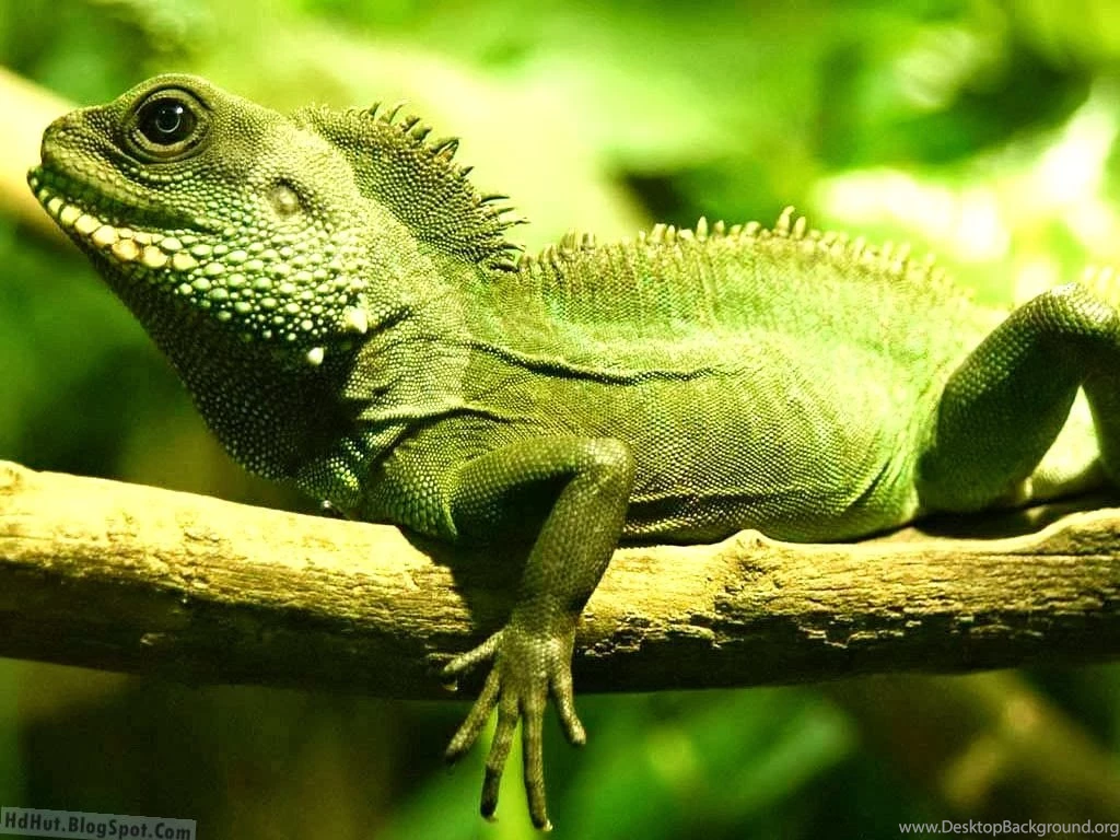 Top 18 Most Beautiful And Unseen Iguana Wallpapers In HD ( New ...