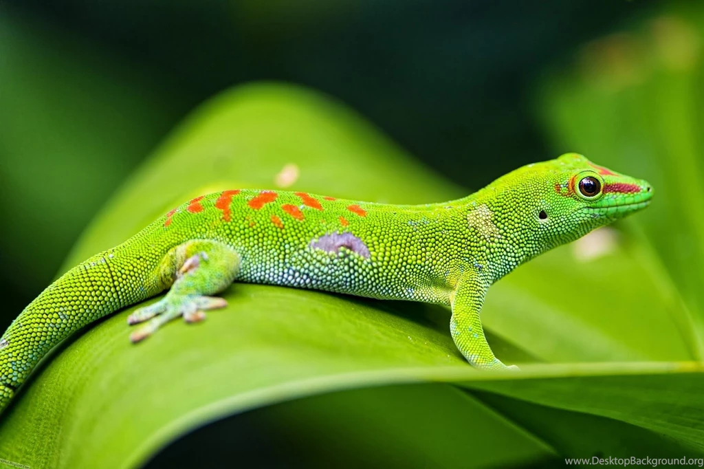 Desktop HD Wallpapers
