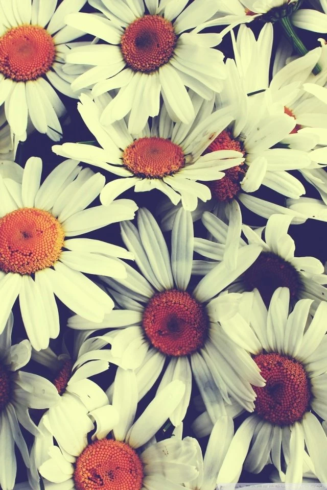 Pretty_flowers_2 wallpapers ...