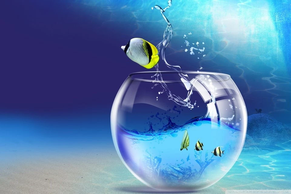 Fish Jumping Out Of Aquarium HD Desktop Wallpapers : Widescreen ...