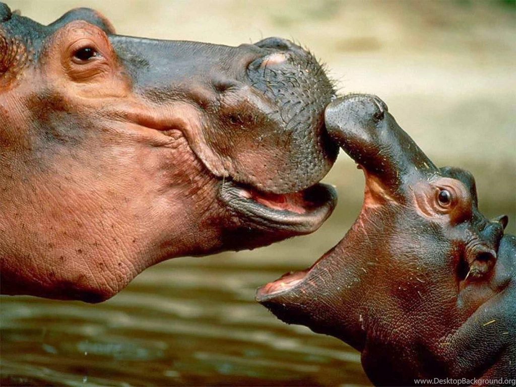 Stacey Salvilla Mom And Baby Hippo Hd Wallpapers Free Hd Wallpapers Desktop Background