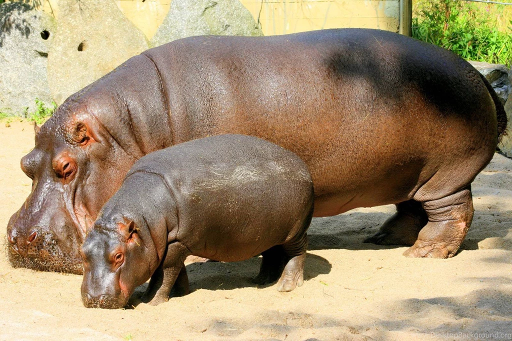 Hippopotamus Beutiful Hd Photo Free Wallpapers   Free Hd Wallpapers