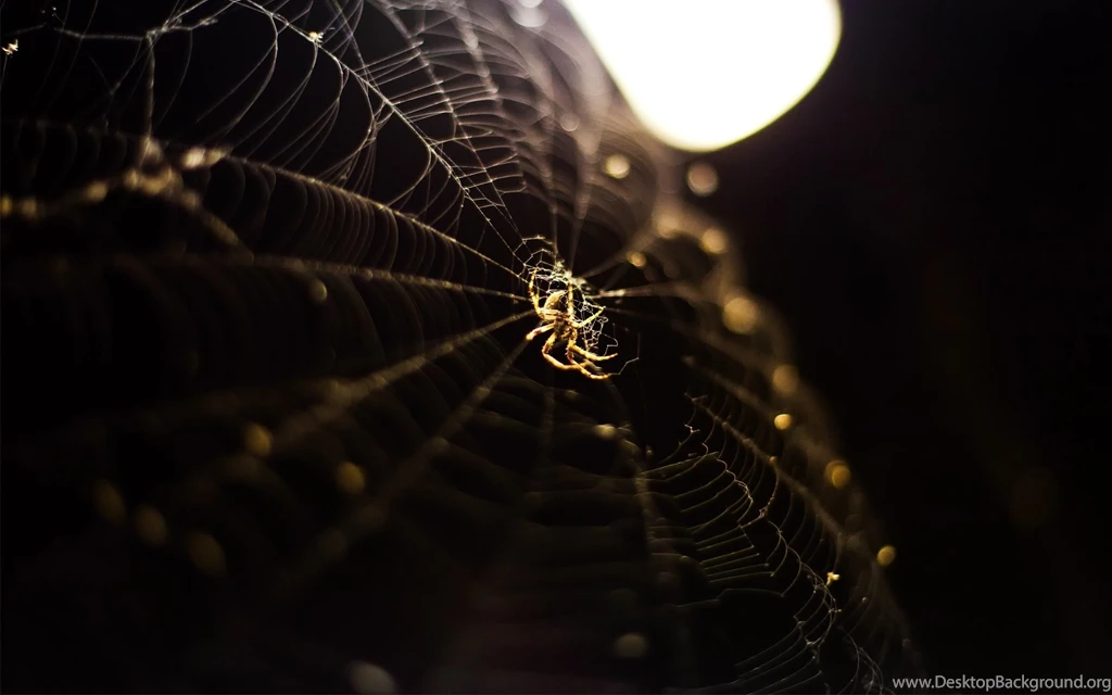 Pics, Facts, Funny Stuff About Animals & Nature Spider Wallpapers