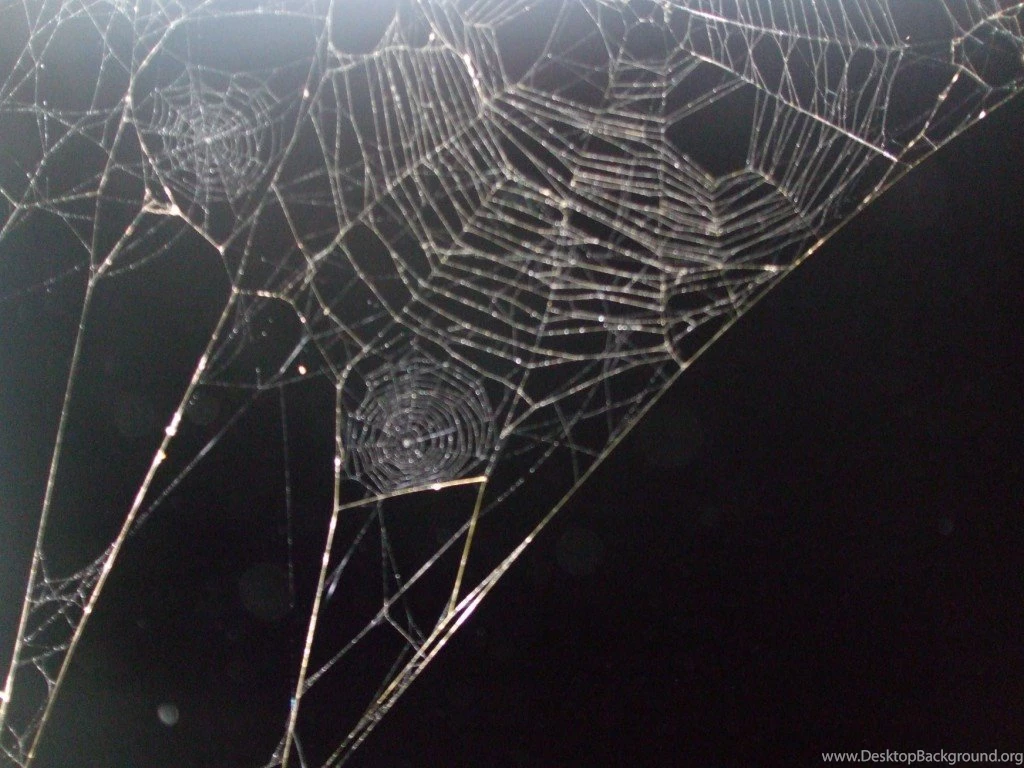 Spider Web Wallpapers