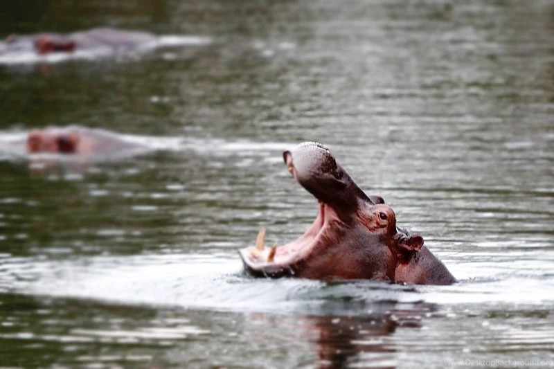 Animation Hippopotamus, Animation Hippopotamus Wallpapers ...