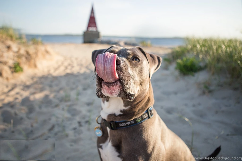 Pitbull Dog New Wallpapers