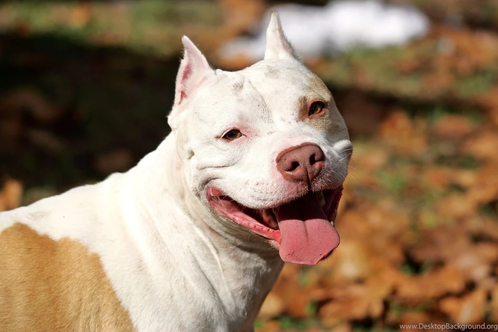 Free Pitbull Wallpapers   Wallpapers Zone