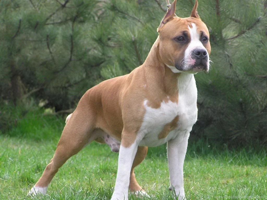 American Pitbull Dogs Wallpapers