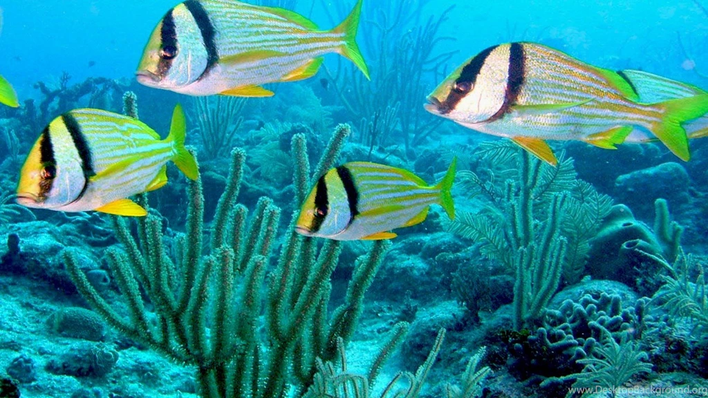 Atlantic Porkfish Anisotremus Virginicus Desktop Wallpapers Hd ...
