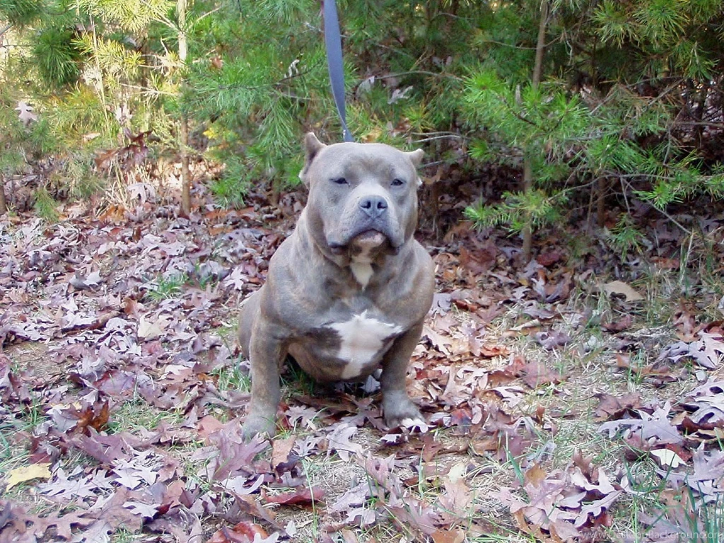 American Pitbull Dogs Wallpapers