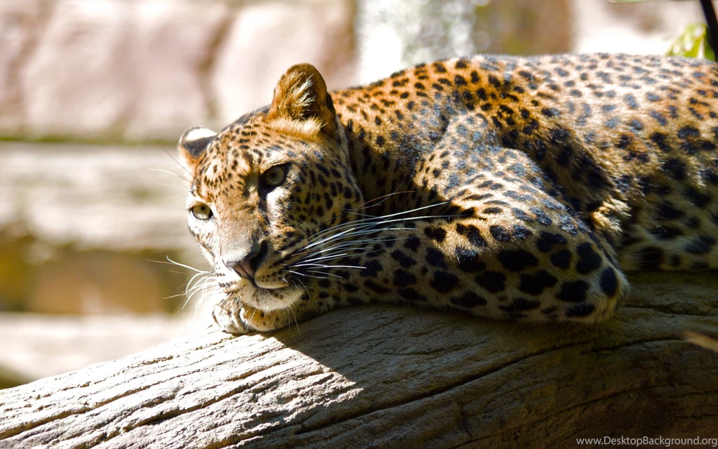 Jaguar Animal HD Wallpapers