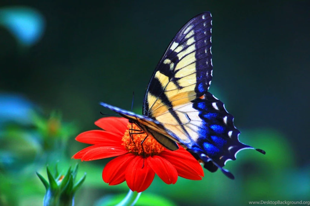 Butterfly Pictures Wallpapers Hd free Backgrounds Photo Fresh ...