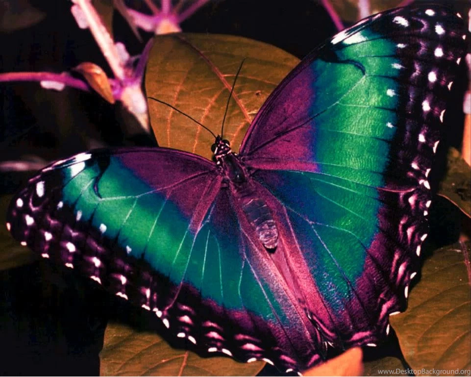 Beautiful Colorful Butterfly Pictures 15 Free Hd Wallpapers ...