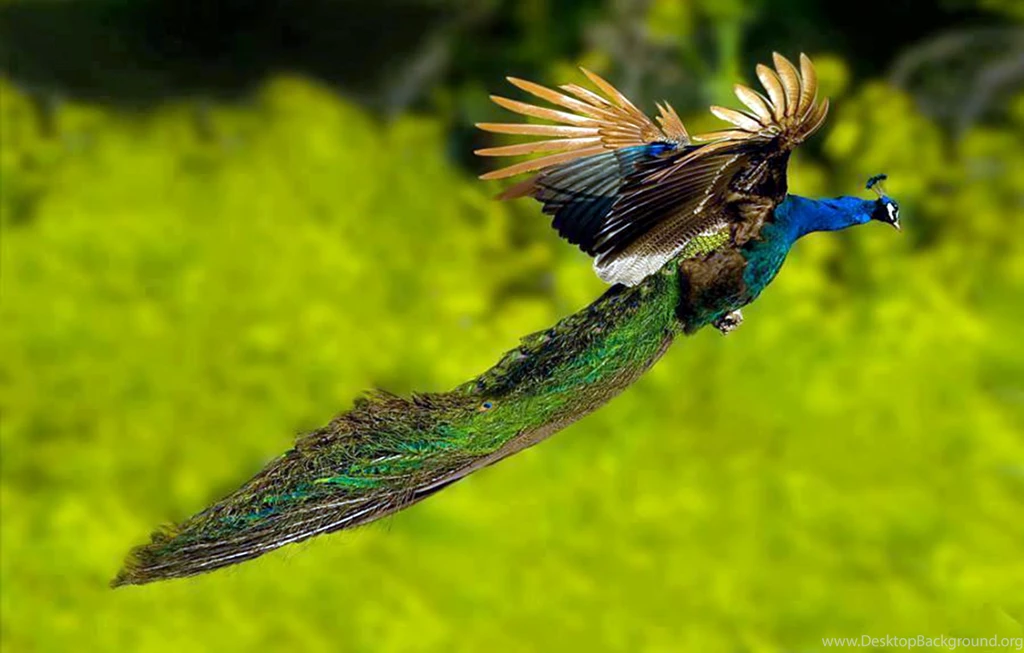 Top 100+ Most Beautiful And Colorful Pictures Of Peacock HD Images ...