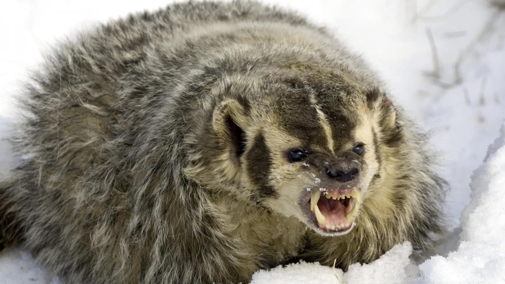 Wallpapers Badger Homepage Snow 1920x1080