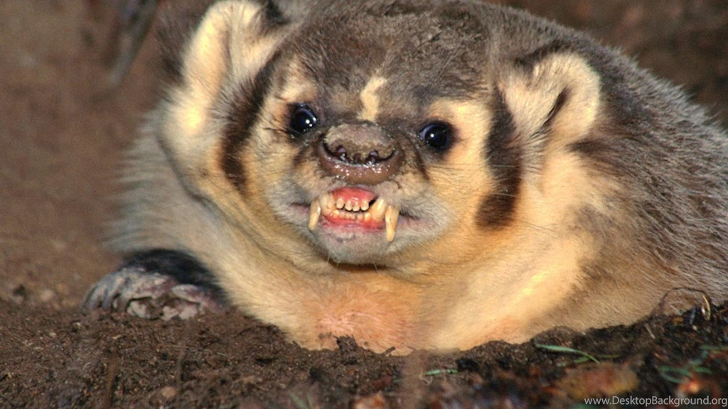 Wallpapers Honney Homepage Badger Badgers Honey 1920x1080 ...