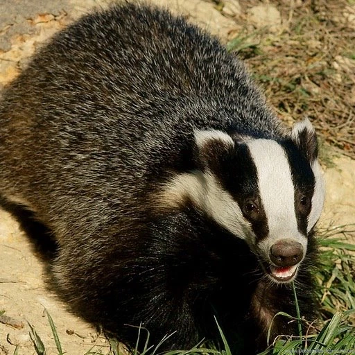 Amazon.com: Honey Badger Wallpapers HD Wallpapers Of Honey ...
