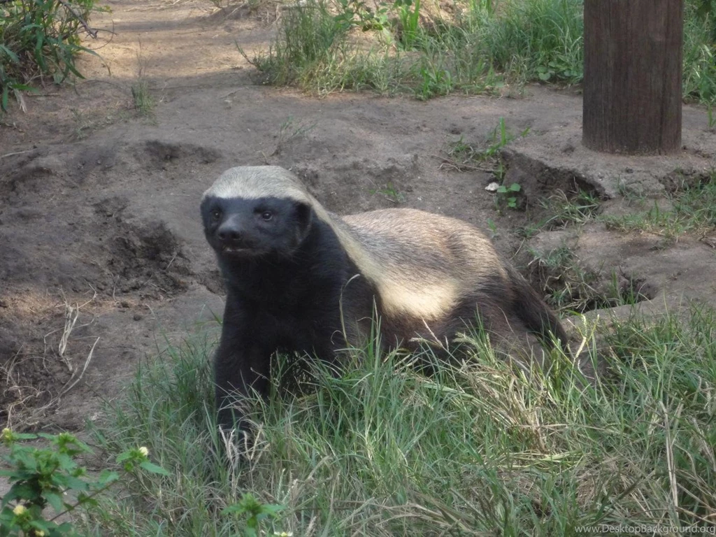 Crazy Nastyass Honey Badger