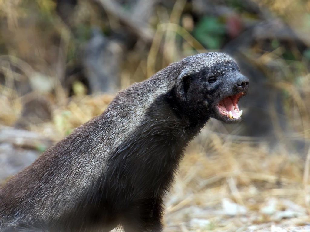 Set Of Honey Badger Picture On Animal Picture Society
