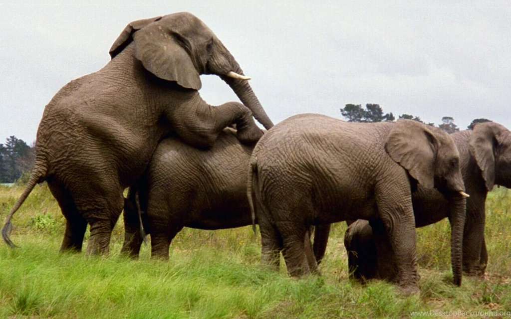 Elephants Wallpapers