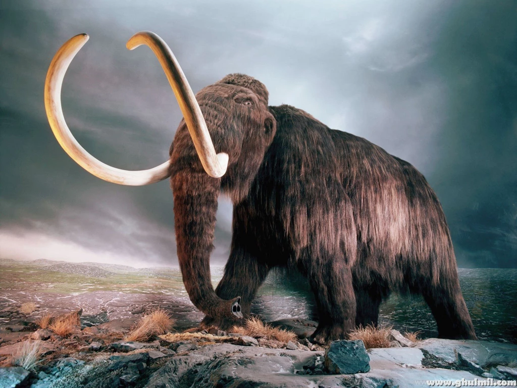 Amazing High Resolution 3D Elephant Wallpapers – HD Wallpapers Free ...