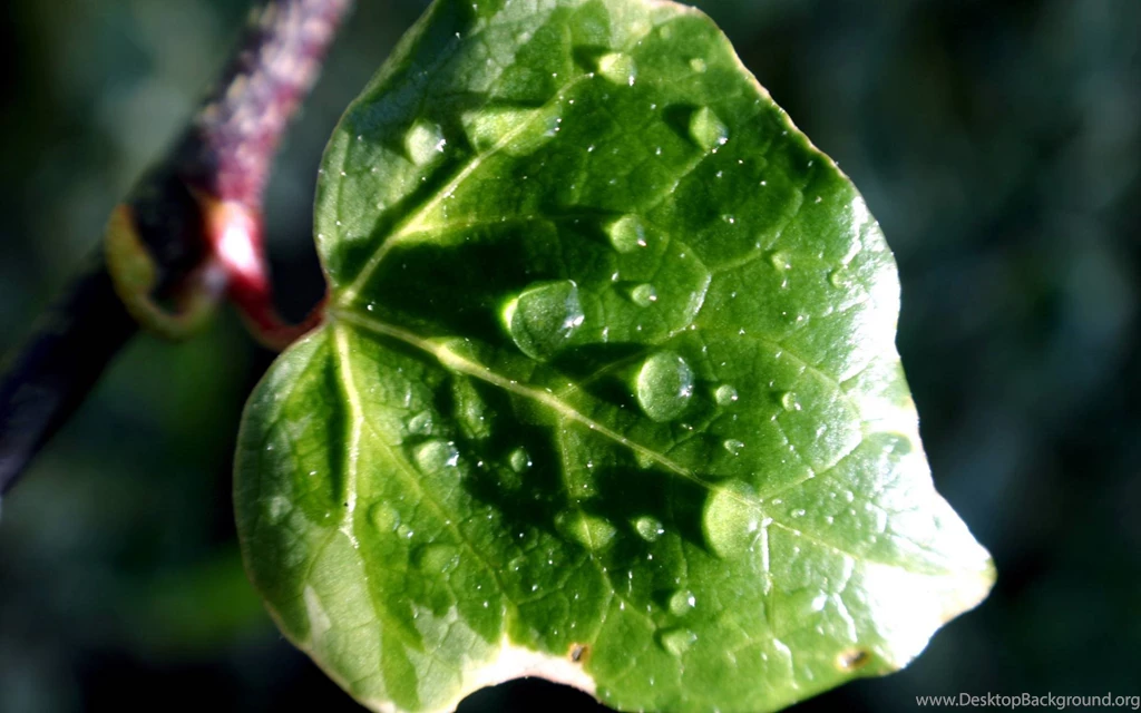 Amazing Water Drops Wallpapers