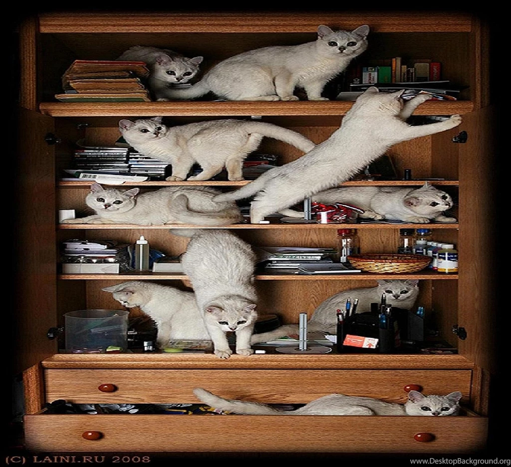 Cats: Cabinet Cats Animal Mischief Cat Bookcase Play HD Wallpapers ...