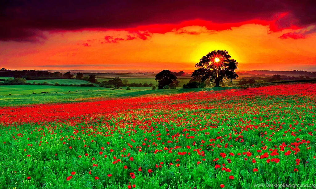 Alba My True Beauty HD Wallpapers