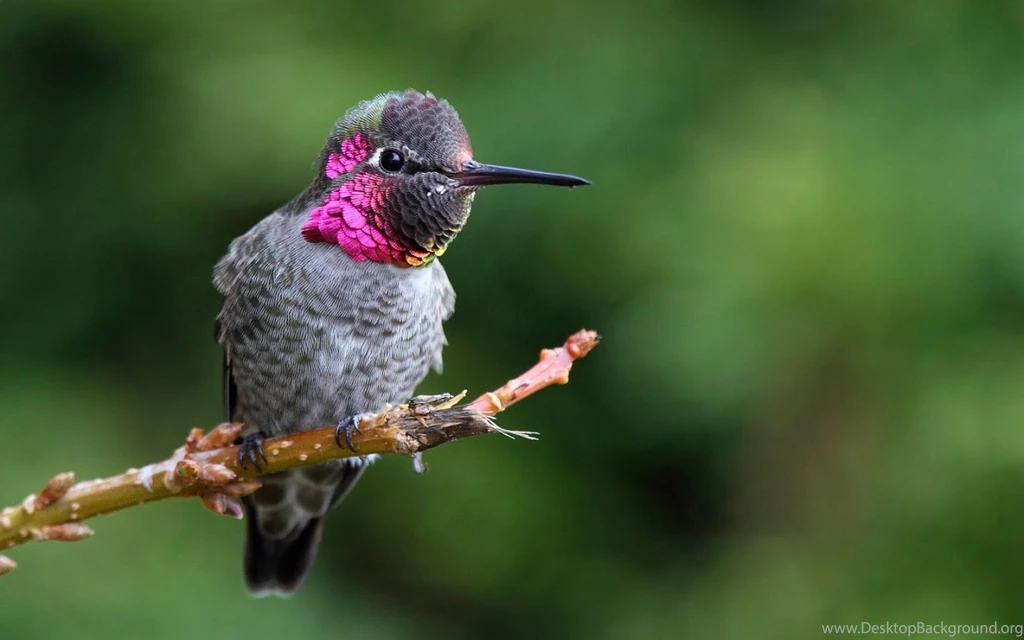 Hummingbird Live Wallpapers Android Apps On Google Play