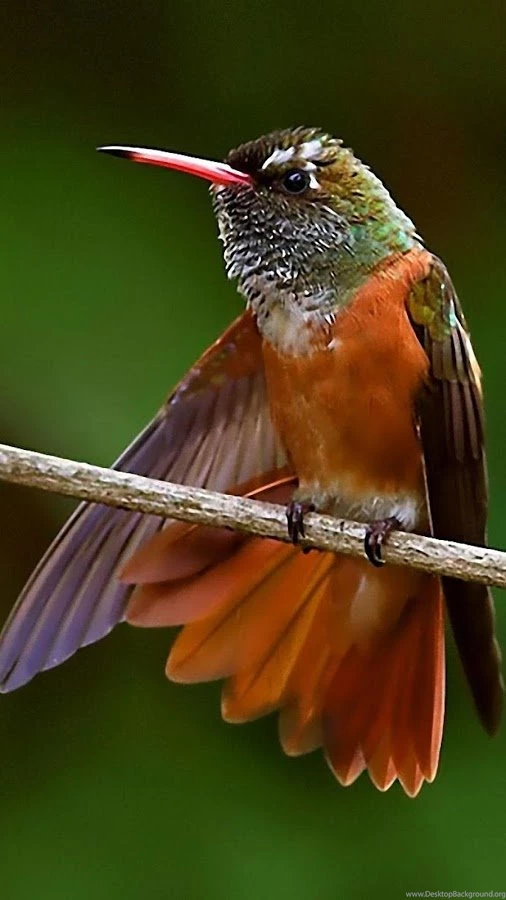 Hummingbird Live Wallpapers Android Apps On Google Play