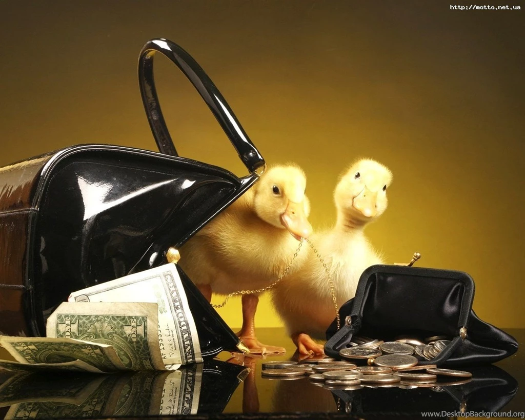 Ducks: Duck Wealth Animals Ducks Fun Wallpapers Pictures Free For ...