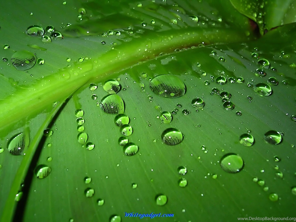 Wallpapers Themes