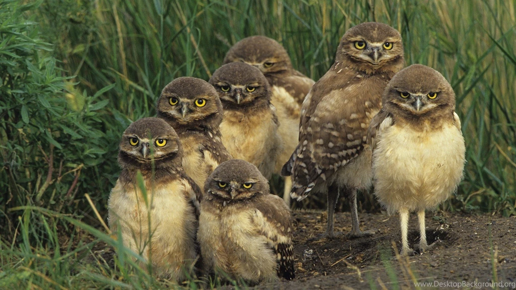 Owl Hd Wallpapers » WallDevil Best Free HD Desktop And Mobile ...