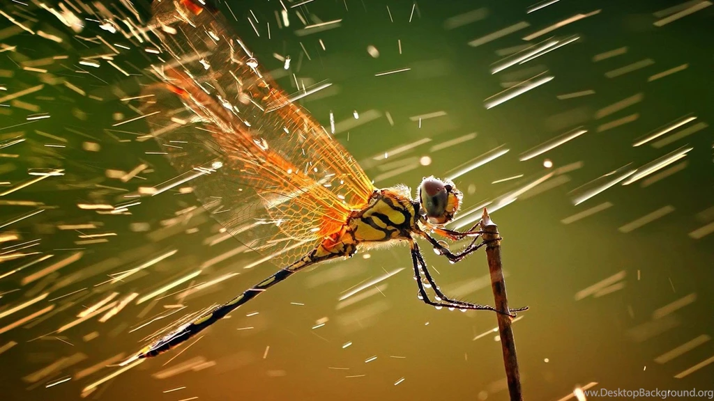 Animals, Dragonflies, Macro, Water Drops, Insect, Rain, Wildlife ...