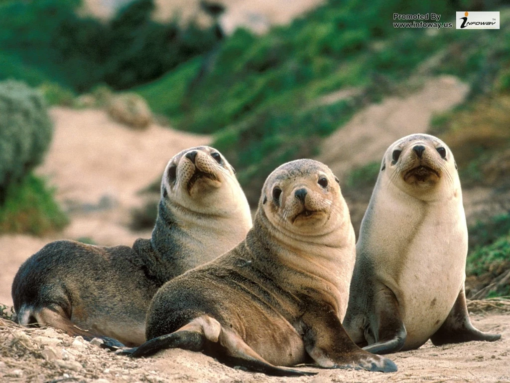 Amazing Animal HD Photo 271 Of 395