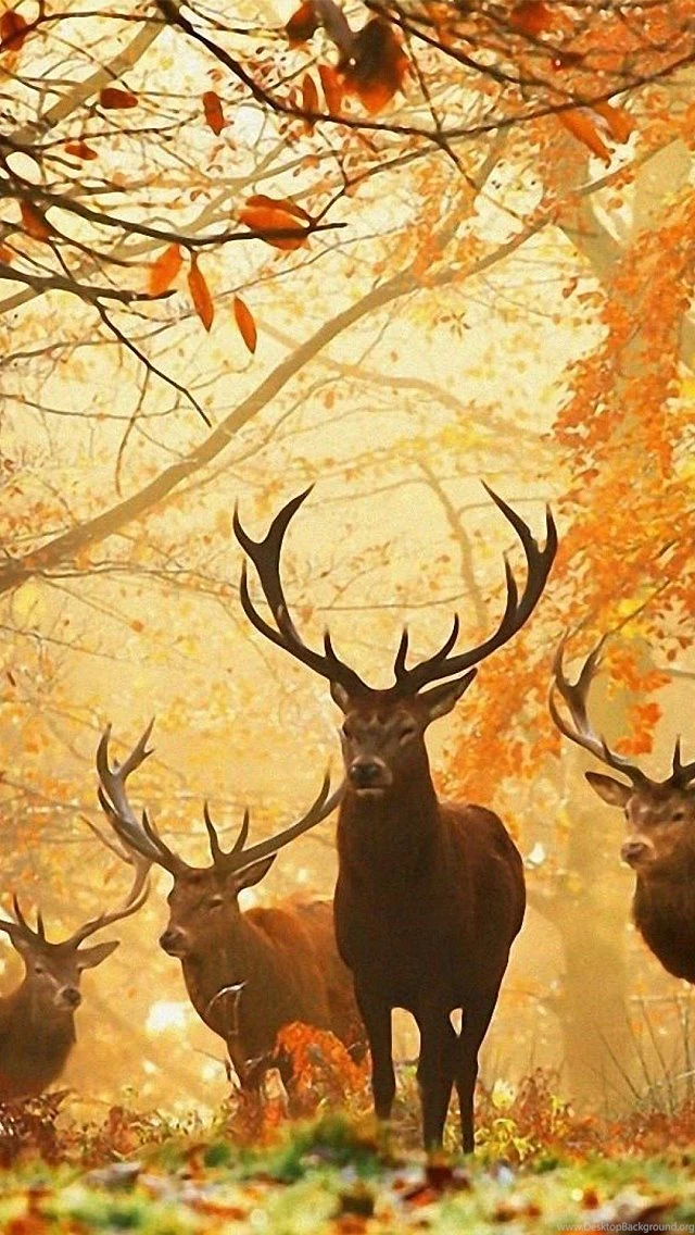 Big Deer iPhone 5 Wallpapers (640x1136)