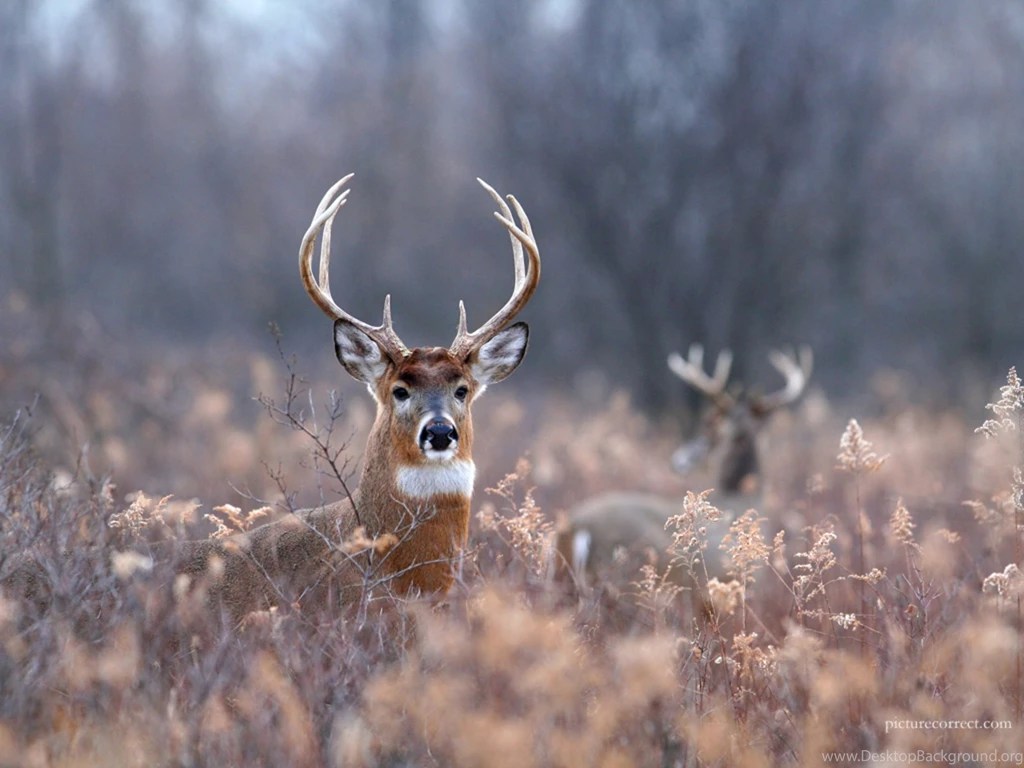 Monster Whitetail Deer Buck Wallpaper. Desktop Background