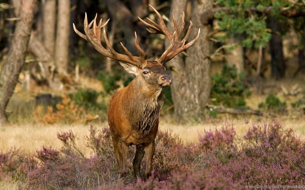 Brown Deer With Big Horns