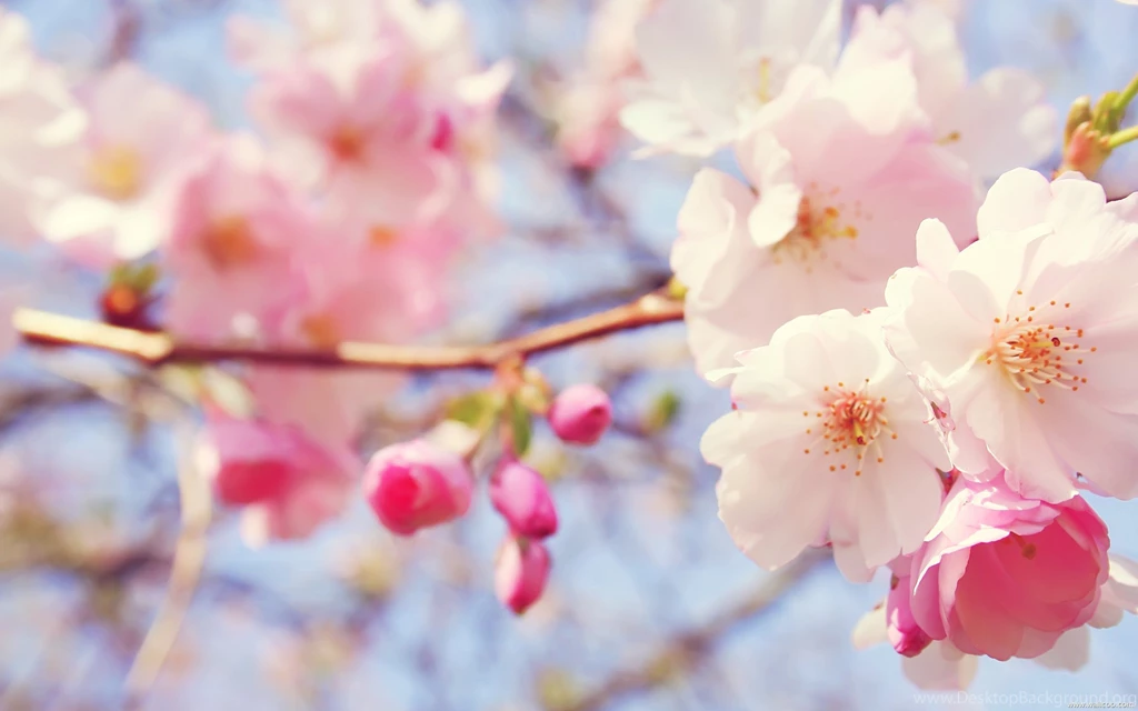 HD Flower Wallpapers