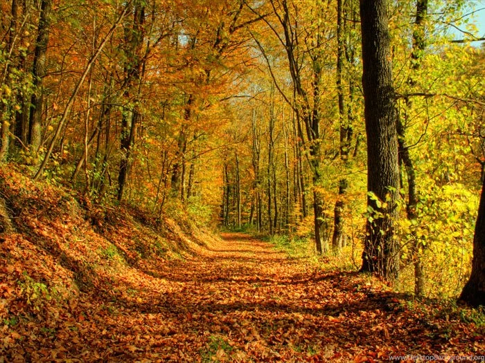 Autumn Wallpapers