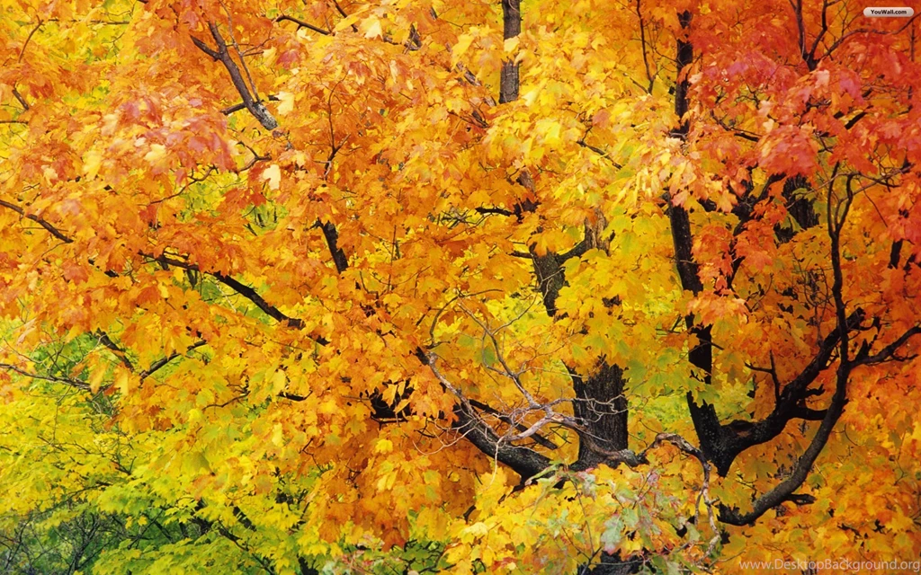 YouWall Red Maple In Autumn Wallpapers Wallpaper,wallpapers ...