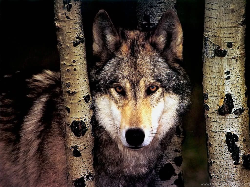America's Greatest Animals