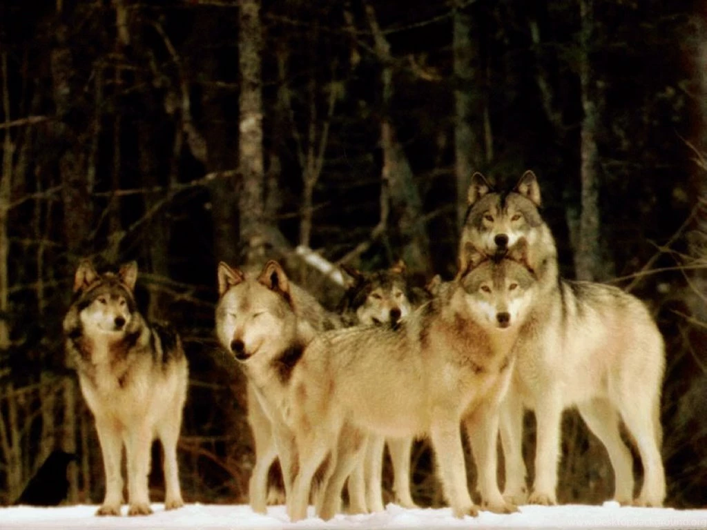 My Free Wallpapers Nature Wallpapers : Pack Of Wolves