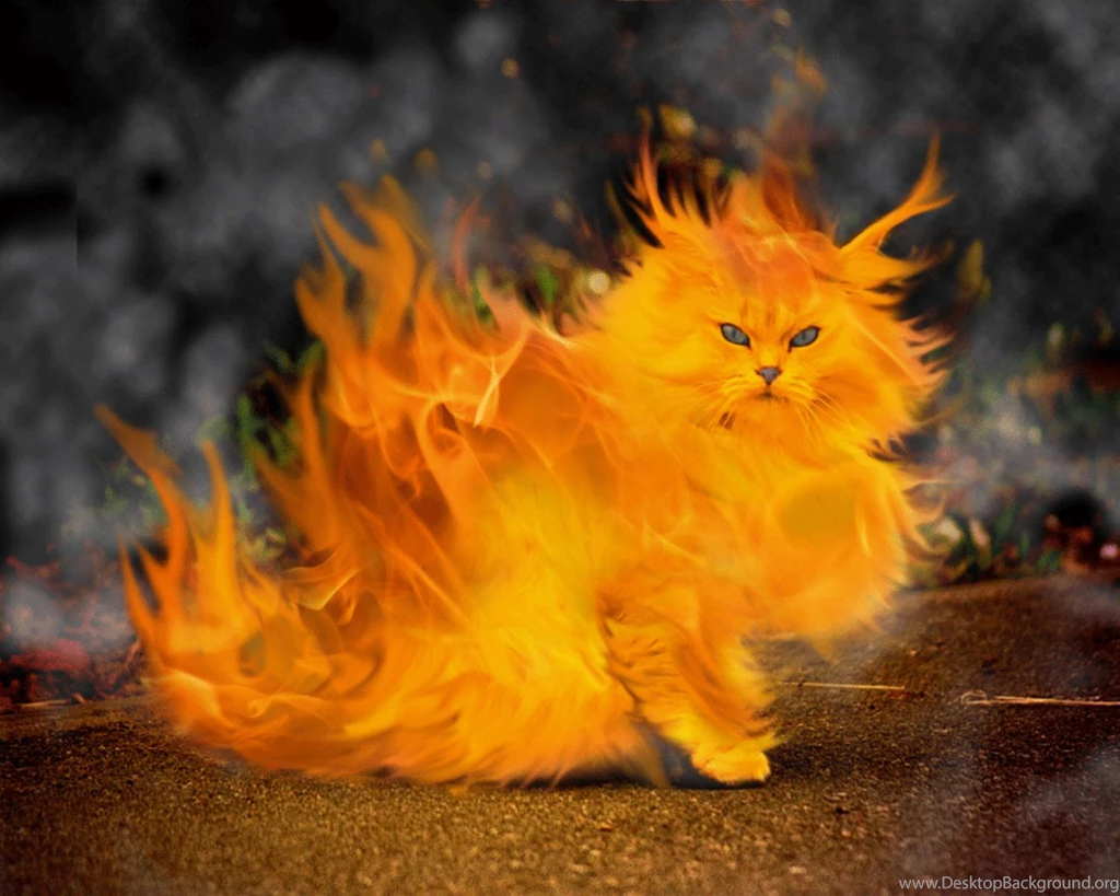 Funny Cat Cats Wallpapers