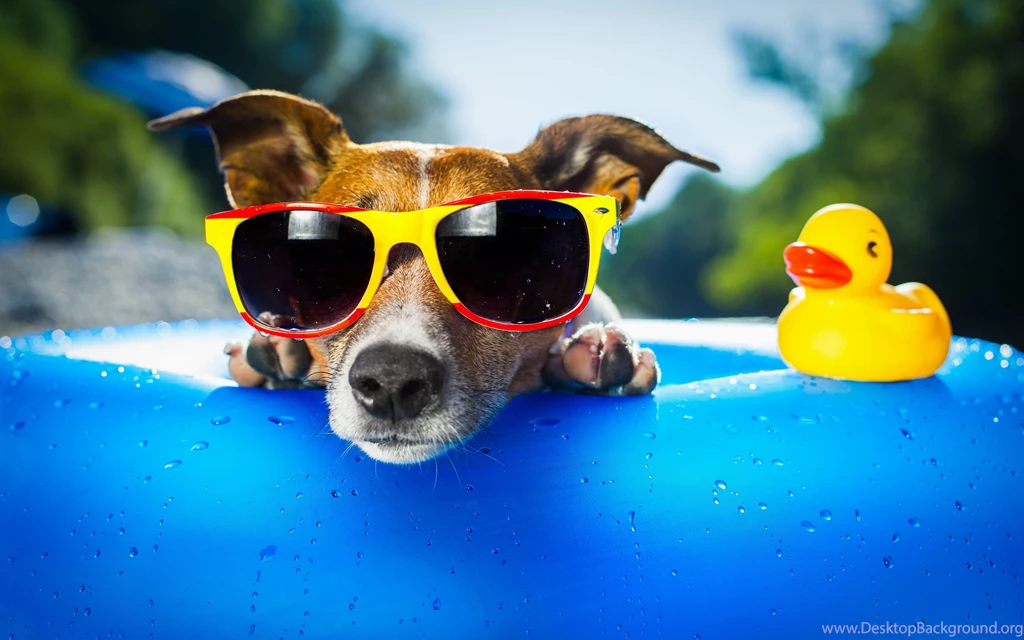 Cool Dog Funny Wallpapers HD Free Download Of Funny Dog