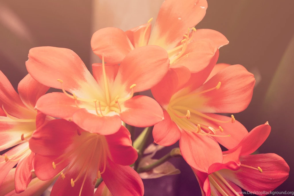 Desktop Wallpapers · Pexels · Free Stock Photos